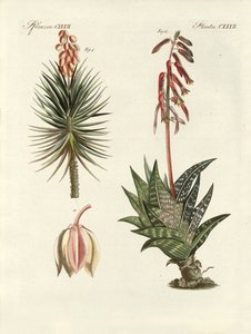 Sierplant
