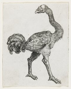 Struisvogel