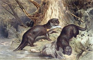 Otter, plaat uit 