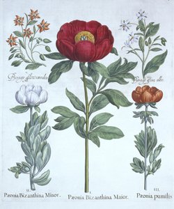 Pioenen en Bernagie, uit Hortus Eystettensis, door Basil Besler, gepubliceerd 1613 door German School