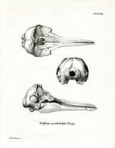 Pantropische Gevlekte Dolfijnschedel