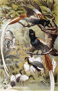 Paradijsvliegenvangers, plaat uit "Brehms Tierleben: Allgemeine Kunde des Tierreichs", deel 4, p. 516, uitgegeven door Bibliographisches Institut