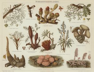 Parasitische planten door German School