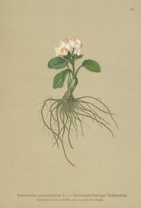 Parnassia-bladige Boterbloem