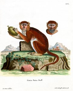 Patas Aap