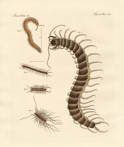 Eigenaardige insecten