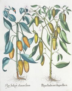 Peper: 1.Piper Indicum filiquis flavis; 2.Piper Indicum aureum latum, uit de Hortus Eystettensis door Basil Besler (1561-1629), uitgegeven 1613