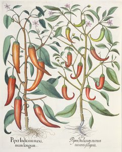Peper: 1.Piper Indicum maximum longum; 2.Piper Indicum minus recurvis filiquis, uit de Hortus Eystettensis door Basil Besler (1561-1629), uitgegeven 1613