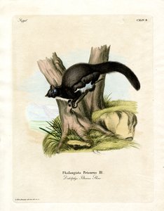 Petaurine Opossum