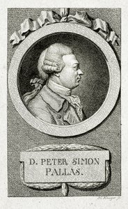 Peter Simon Pallas (lijngravure)
