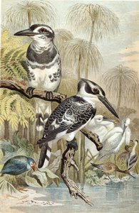 Bonte IJsvogel, plaat uit "Brehms Tierleben: Allgemeine Kunde des Tierreichs", deel 5, p. 60, uitgegeven door Bibliographisches Institut door German School
