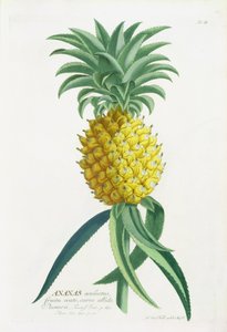 Ananas gegraveerd door Johann Jakob Haid