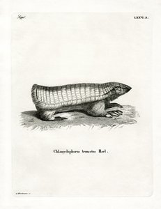 Roze Fee Armadillo door German School