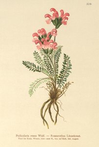 Roze Ratelaar (Pedicularis rosea)