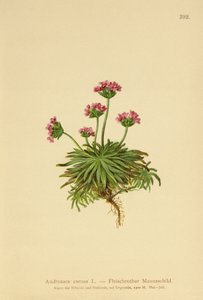 Roze Rotsjasmijn (Androsace carnea)