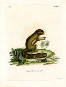 Plantain Eekhoorn
