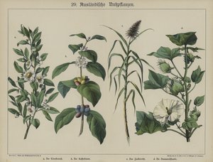 Planten