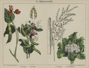 Planten