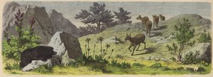 Planten en dieren van de bergen van Azië (gekleurde gravure)