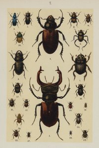 Plaat uit The Young Beetle-Collector
