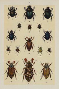 Plaat uit The Young Beetle-Collector
