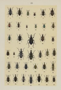 Plaat uit The Young Beetle-Collector