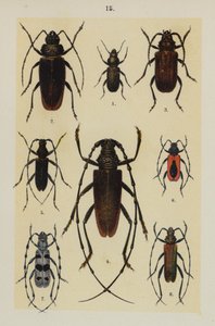Plaat uit The Young Beetle-Collector