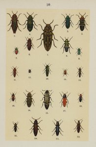 Plaat uit The Young Beetle-Collector