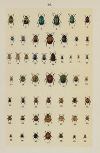 Plaat uit The Young Beetle-Collector