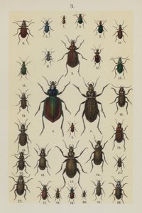 Plaat uit The Young Beetle-Collector