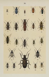 Plaat uit The Young Beetle-Collector
