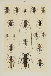 Plaat uit The Young Beetle-Collector