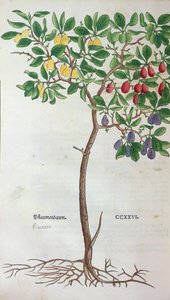 Pruimenboom, een botanische plaat uit het Herbarium door Leonhart Fuchs (1501-66), gepubliceerd in Basel, 1543 door German School