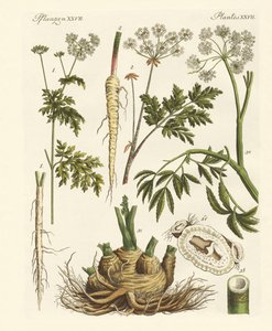 Giftige Duitse planten