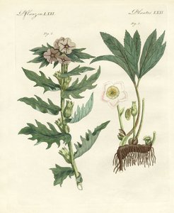 Giftige Duitse planten