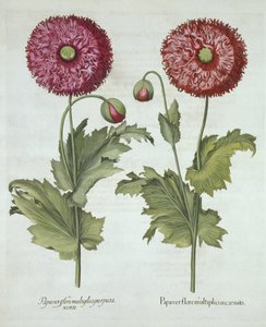 Klaprozen, uit Hortus Eystettensis, door Basil Besler, gepubliceerd 1613