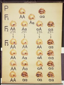 Poster van Cepea slakken door German School