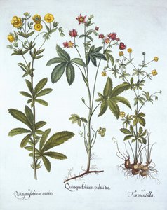 Potentilla