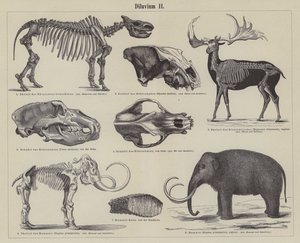 Prehistorische dieren door German School