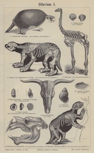Prehistorische dieren door German School