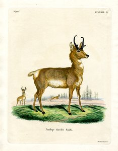 Pronghorn Antilope door German School