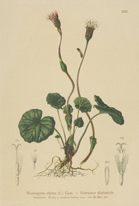 Paarse Hoefblad