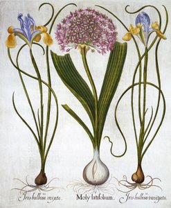 Paarse Sensatie en Spaanse Irissen, uit Hortus Eystettensis, door Basil Besler, 1613 door German School