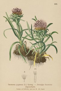 Pygmee Saussurea door German School