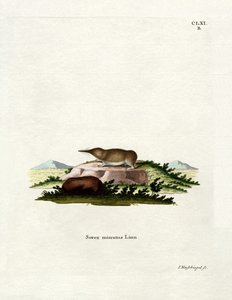 Dwergspitsmuis