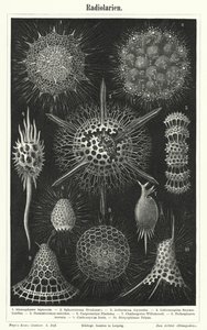 Radiolaria door German School