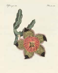 Zeldzame Afrikaanse planten