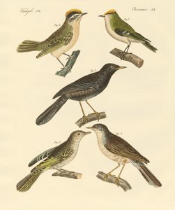 Zeldzame en mooie Europese en Duitse vogels door German School
