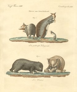 Zeldzame dieren in Australië