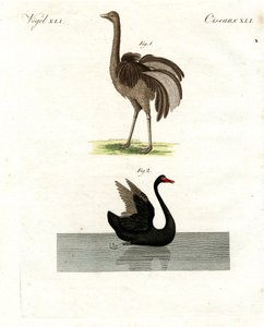 Zeldzame vogels